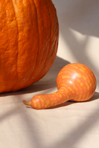 Pumpkins and Gourds